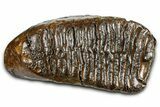 Fossil Woolly Mammoth Upper M Molar - Poland #370361-3